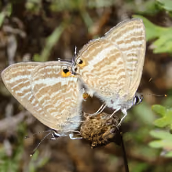 Butterfly Action