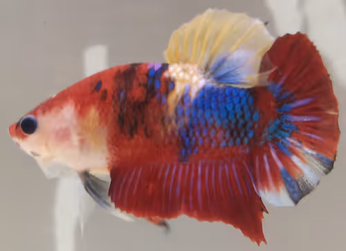 Item #76093963924936973222684762009084726555674488189040824510729450739513719521281 Media