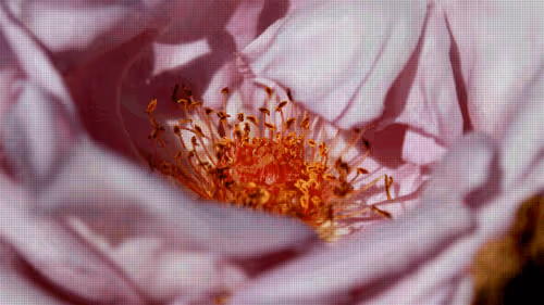 Item #75866091947728652238534111254584504918190435733442380629681527357048000348161 Media