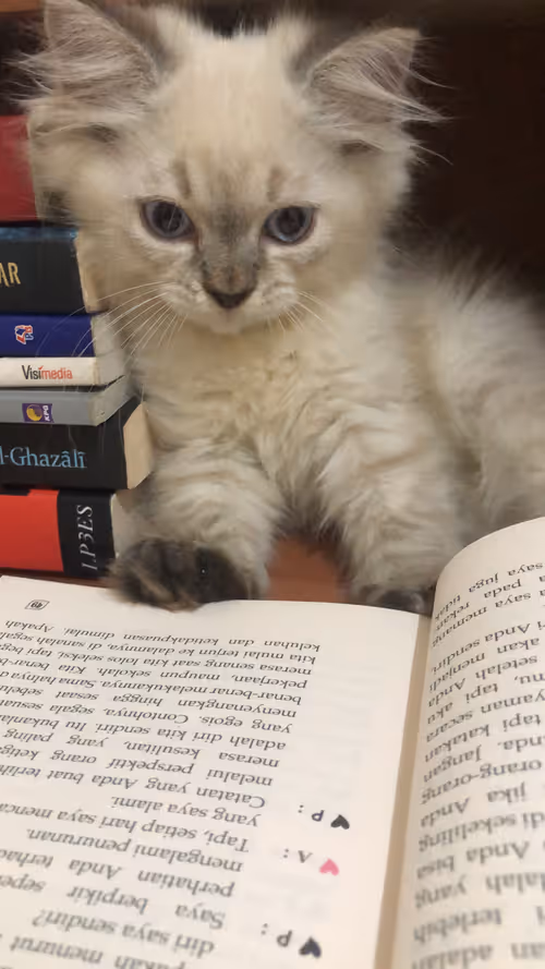 Item #113108123893781287193638742201143473737808108693062803138143660135253790425089 Media