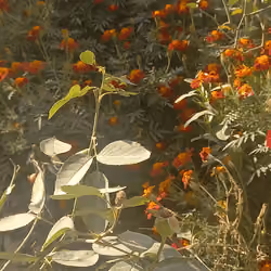 Nature 1