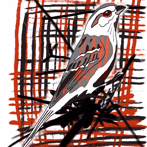 Slaps Bird