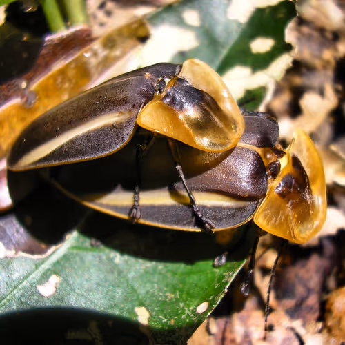 Item #39083204805328424226701303183852423297820358451573401344036649740874790469633 Media