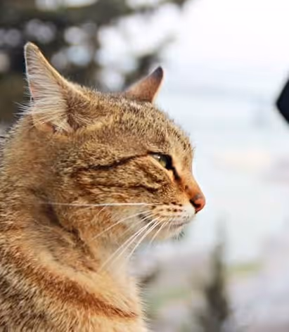 Item #109314977191886782676011847757927113606558137788389386484492069516077663518721 Media