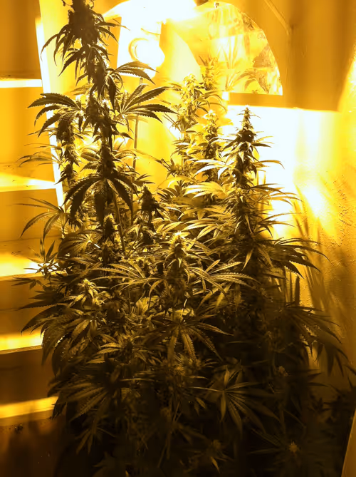 Item #21354341286033725876860684844379003718695889881501413546737208274883839001076 Media