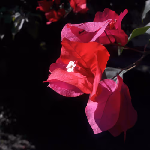 Item #101645309165580869491586595174322731374000989681409638124054554714571423088641 Media