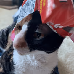 cat nibs