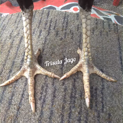 Item #103224514813489058861169925516490363188094921324422639618095811713132675465217 Media