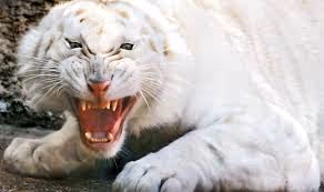 53588152649723958086242938716014959340505268525176857213846971010457750470657