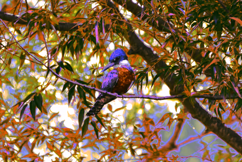 Item #97472780855113725442361506406406632137290984226550429674679319530848632438785 Media