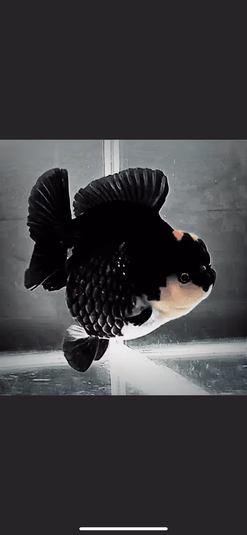 Item #81032937518726781130427896739408939347327063862450356405897967540322617524225 Media