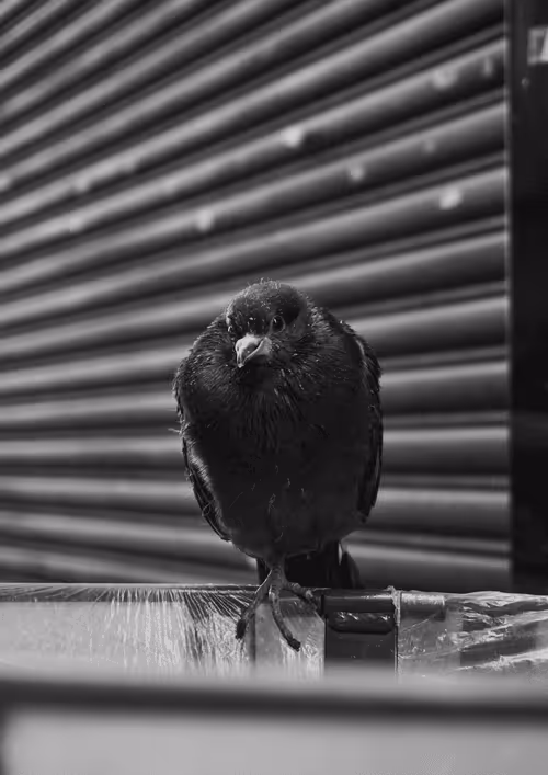 Item #51713688371441963364437702174856036377289266459238350910638525371329969913857 Media