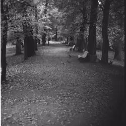 The Benches