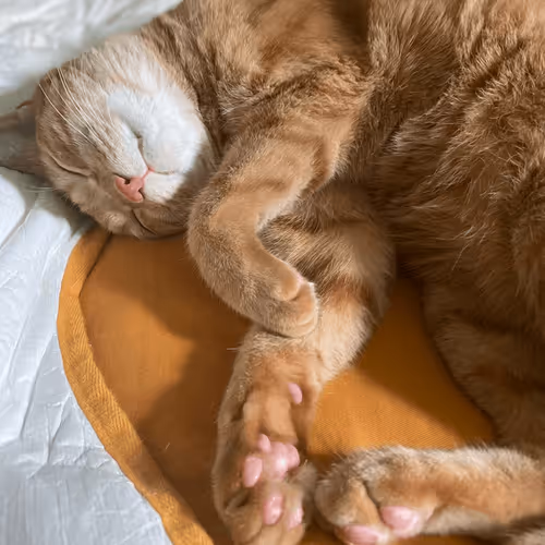 Untitled Collection #83068098