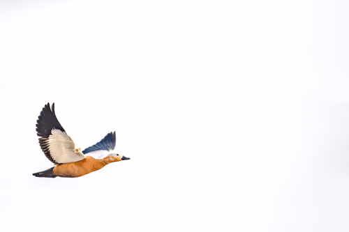 Item #61684684013370051227163866082320023750896296023852719411798081180898009546902 Media