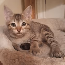 Baby Bobcat