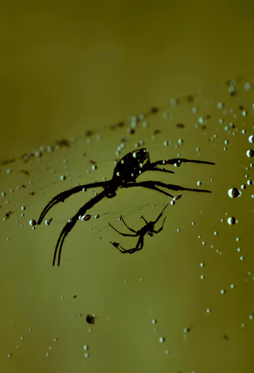 Item #25248765690261585435434482314818899014355955401617162377978101857307114602497 Media