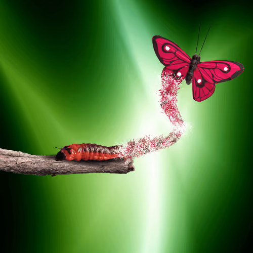Metamorphosis
