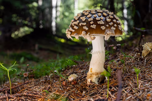 Item #64713155281190120806625528010509445569029273032710388433466982001280871825409 Media