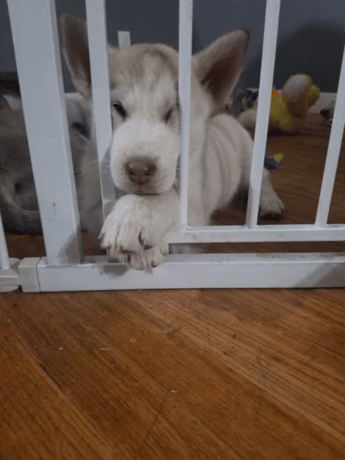 Item #92073704589773361122147966092524804152642586098982844308503816036849968742403 Media