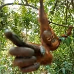 Item #45594647201663347778086533366212020564774309010196825968467676416314441728001 Media