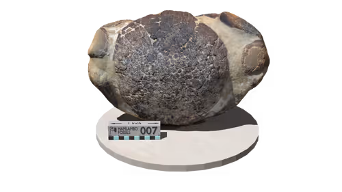 Item #28996105695402535687313583966058185802753340320092619723883455525340475031553 Media