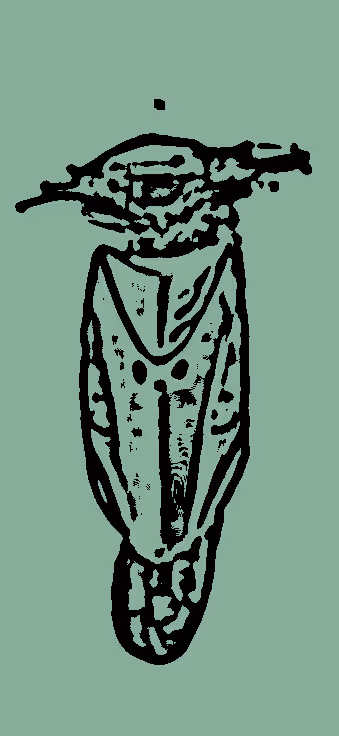 Item #12482093472768592147298085303644852702498619296241180501750779623955230621697 Media