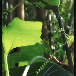 3787080761074609709675817509753112159059746763483256848434353709529012633601