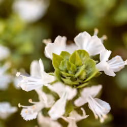 Flower #31