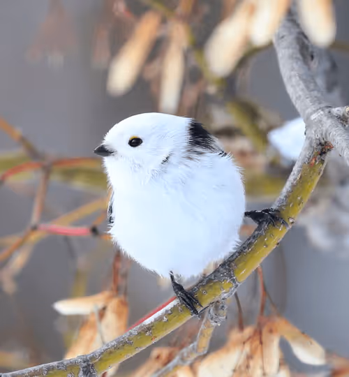 Item #2537799299287319857890120993112601769664940808601200001525120646212931813377 Media