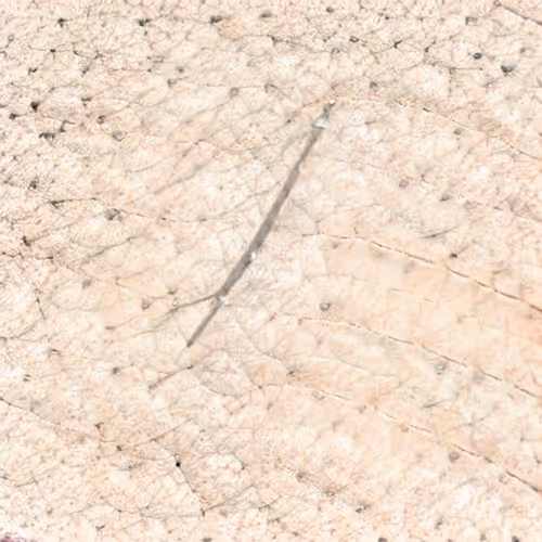 Item #58241160855422744817468407088196322100109565521561100950236907548098808512513 Media