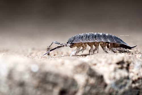 Item #113065873903366828743744079288708835697083018334279533284549130294406372392961 Media