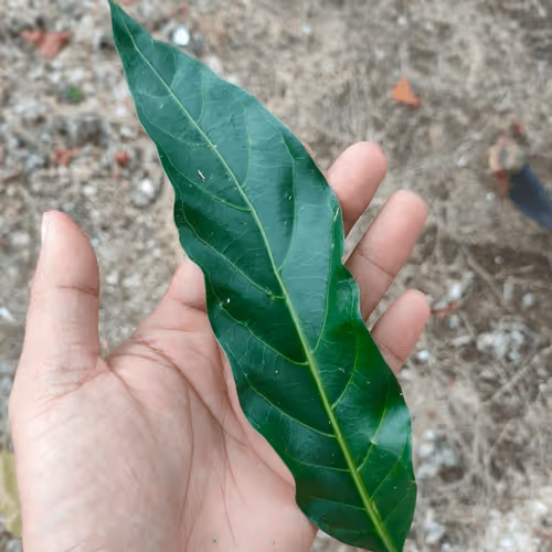 Item #31081804352330578596568685091517160537930858517835942894700269930639104409601 Media