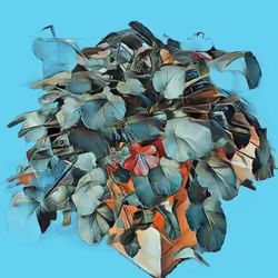 Pelargonium #8