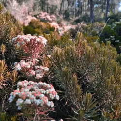 Edelweiss java