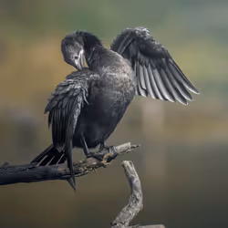 61684684013370051227163866082320023750896296023852719411798081127021939785778