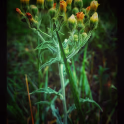 3787080761074609709675817509753112159059746763483256848434353829375780061185