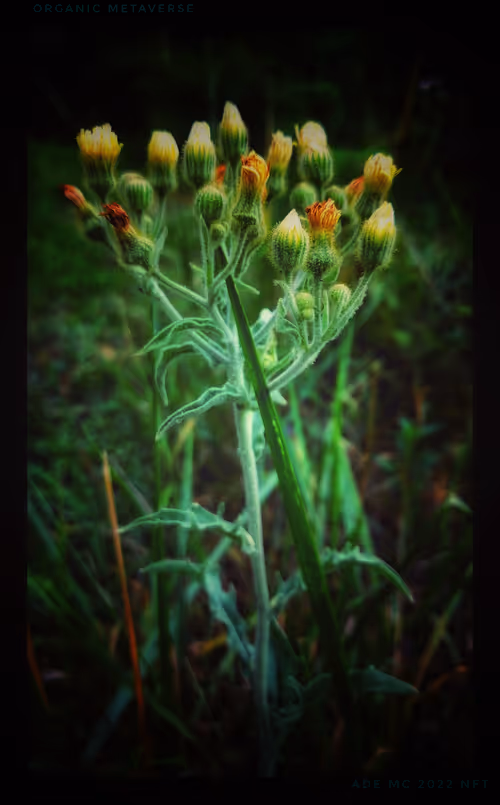 Item #3787080761074609709675817509753112159059746763483256848434353829375780061185 Media