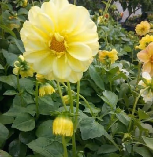 Item #88361313623367821169385109995691991430035234120960623439170725887196866281672 Media