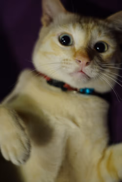 Item #45172585335081813343644153314495358007196078945782785289910377723789475577866 Media