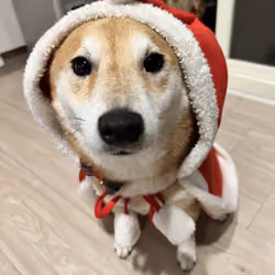 Blockchain Shiba inu #37