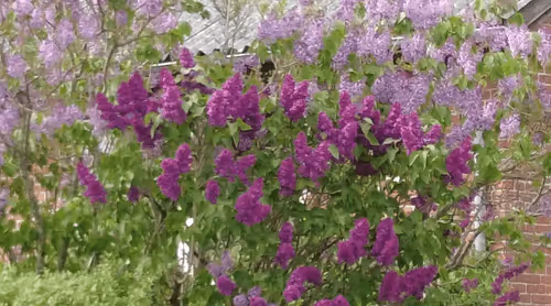 Item #98679578177621649628089872010712381059223698631184272161596299643254109896705 Media