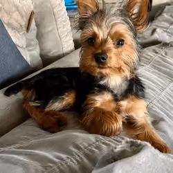 Frankie The Yorkie #0027