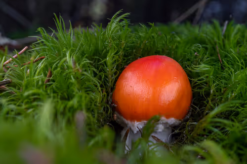 Item #64713155281190120806625528010509445569029273032710388433466981997982336942081 Media