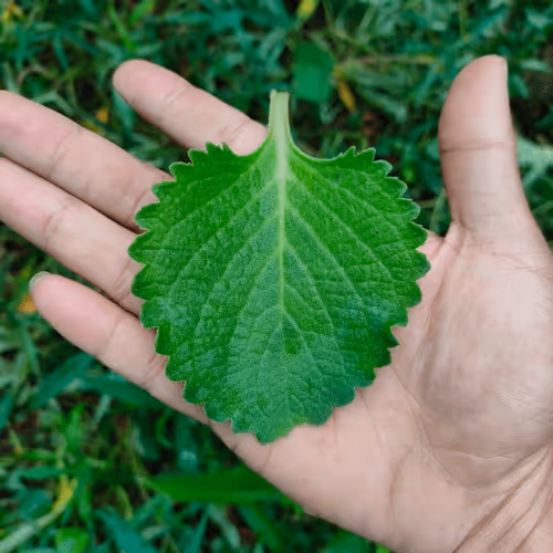 Item #31081804352330578596568685091517160537930858517835942894700269976818592776193 Media