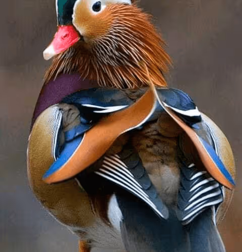 Great-Value-Collections Collection