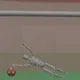 57453881503405409243324353949269109479654489877631303049677844177188112302081