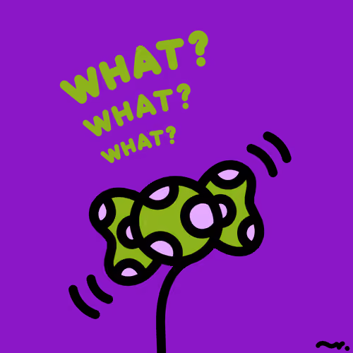 WHAT?CANDY