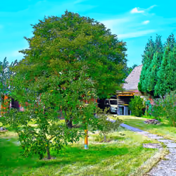Suburban Garden in Comic Book Style