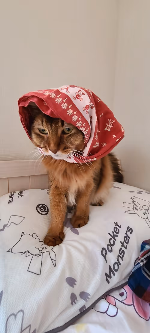 Item #88680272721371285934501562988049178859599418492822572919113237423478217375745 Media